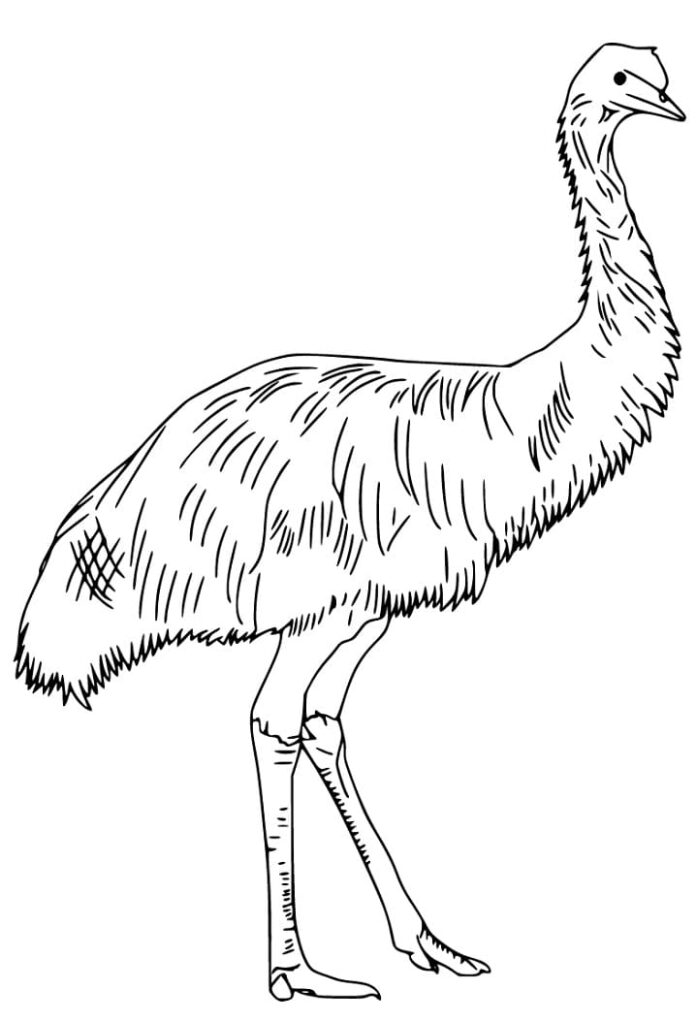 Nyomtatható ausztrál nagy madár Emu színezőkönyv