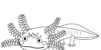 Tulostettava värityskirja axolotl, jolla on täpliä päässä