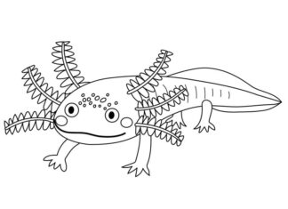 Libro da colorare stampabile axolotl con macchie sulla testa