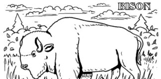 Farvelægningsbog til udskrivning af en bøffel, der går gennem skoven