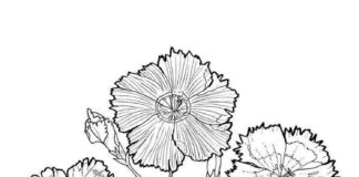 coloring book bouquet of beautiful carnations