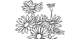 Coloring book bouquet of beautiful daisies