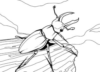 coloring page beetle on a log
