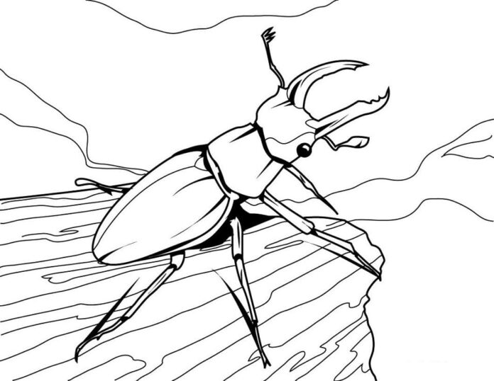 coloring page beetle on a log