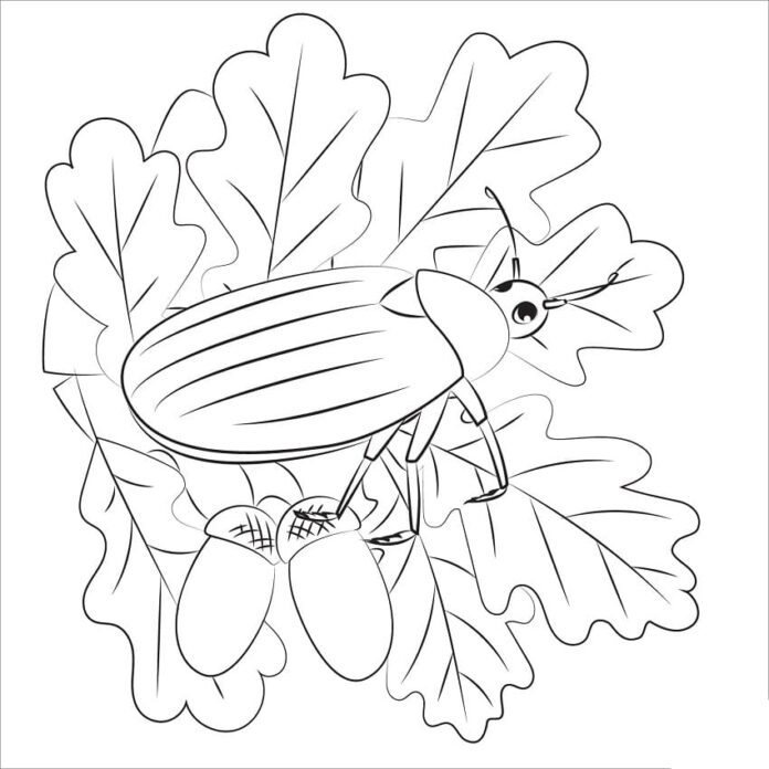 scarabeo da colorare con le ghiande
