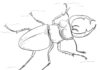 kolorowanka chrząszcz ze szponami