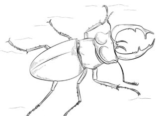 malebog bille med kløer