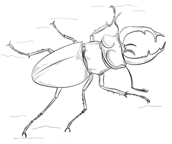 coloring page beetle with claws
