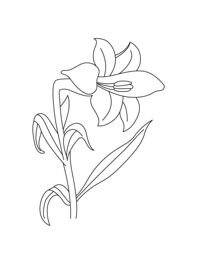 coloring page red lily on the grass