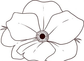 libro imprimible de flores de amapola roja madura para colorear