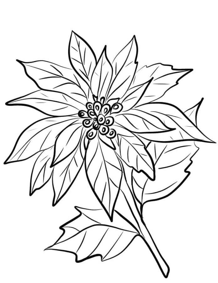 coloring page red ponsation flower