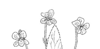 livre de coloriage de longues tiges avec des fleurs