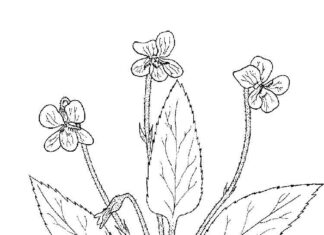 omaľovánka dlhých stoniek s kvetmi