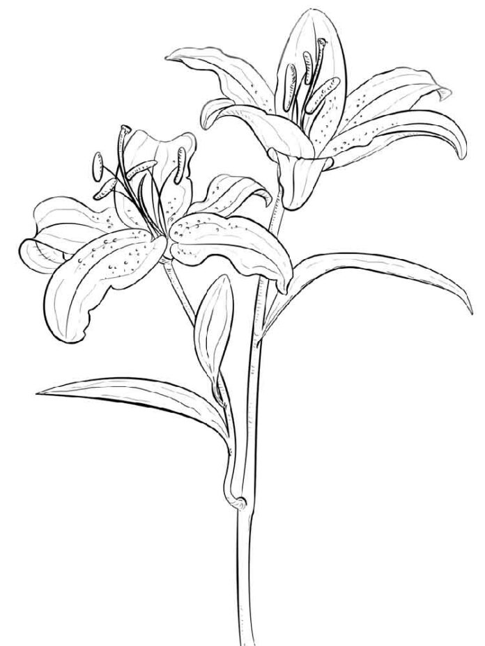 coloring page of ripe lily flowers
