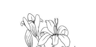 coloring book of ripening flowers