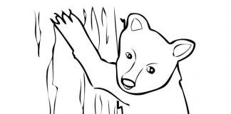 kifestőkönyv egy fára mászó ragadozó medvéről
