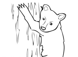 Coloring book of a predatory bear climbing a tree