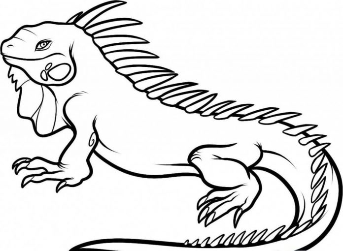 Coloring page of a large iguana basking in the sun