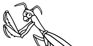 malebog af en stor mantis til børn
