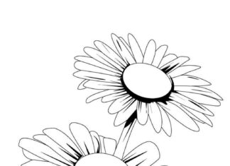 Coloring page of large daisy flowers with stems