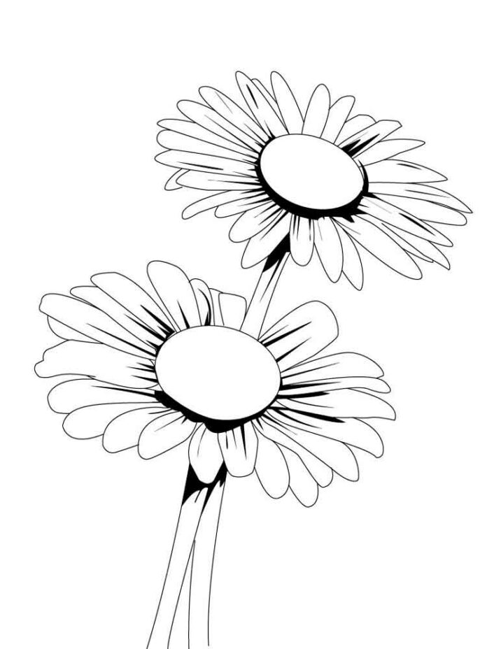 Coloring page of large daisy flowers with stems
