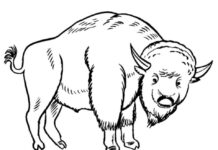 malebog af en stor bøffel, der går på græsset
