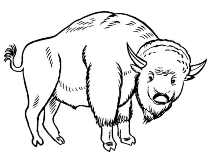 malebog af en stor bøffel, der går på græsset