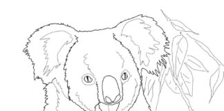 Coloring book of a large koala in a tree