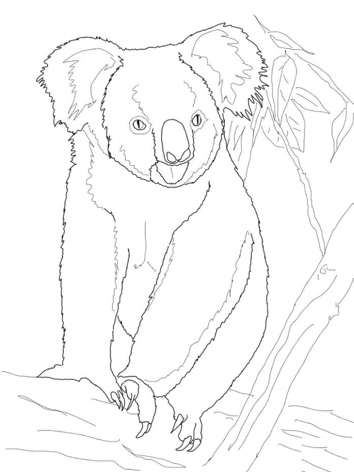 Coloring book of a large koala in a tree