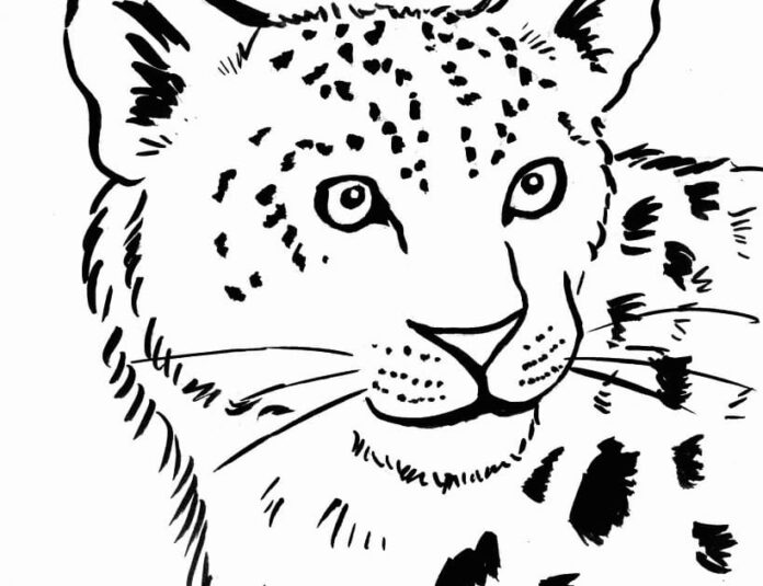 coloriage du grand léopard