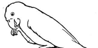 malebog af en stor fugl, der holder fast i et ben