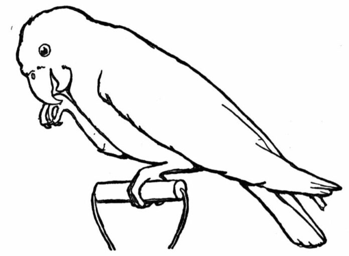 Coloring book of a large bird holding on to one leg
