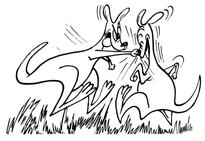 két harcoló kengurut ábrázoló kifestőkönyv
