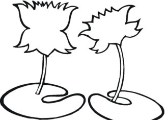 Színező oldal két lótuszvirágról, amelyek egy tavirózsán nőnek