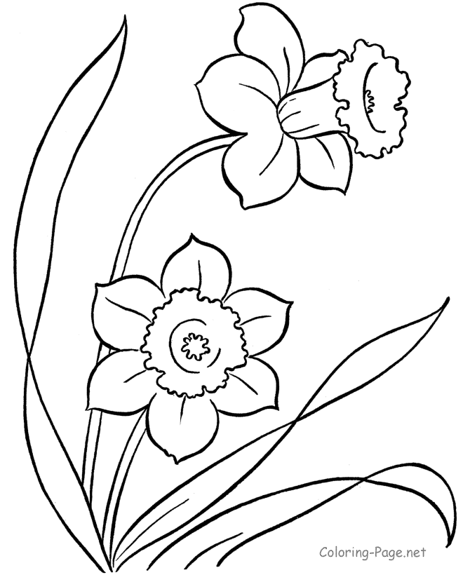 Printable coloring book of two blooming poppies for kids