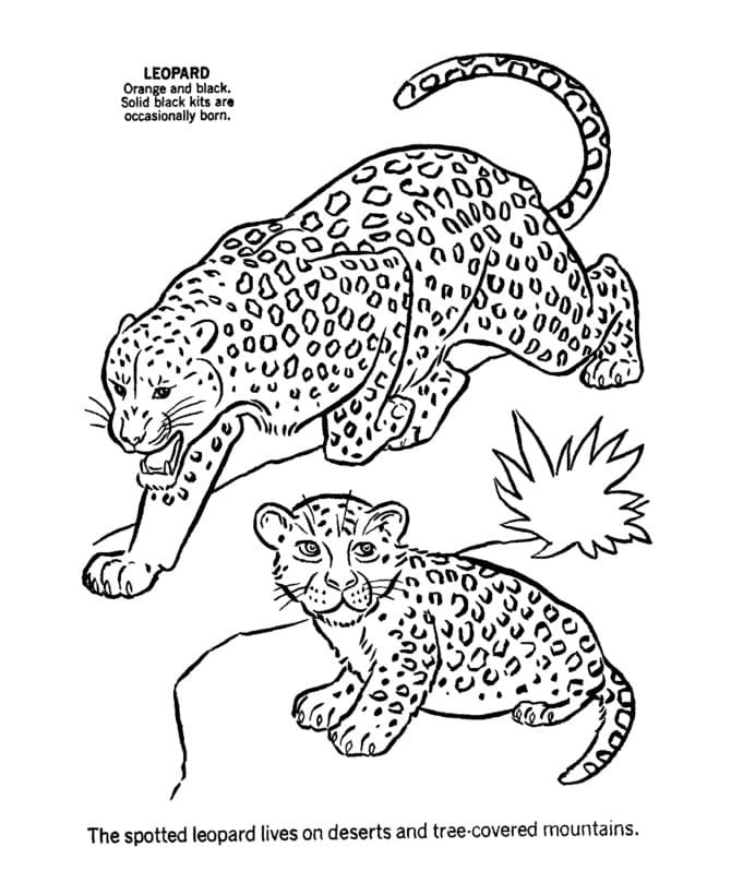 libro para colorear de dos leopardos
