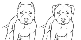 Malbuch mit zwei Hunden, die sich bedrohlich anschauen