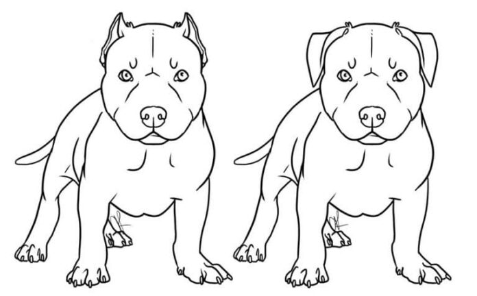 livre de coloriage représentant deux chiens qui se regardent d'un air menaçant