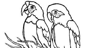 két nagy papagájt ábrázoló kifestőkönyv, amelyek élelemre várnak