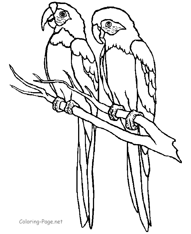 Coloring page of two large parrots waiting for food