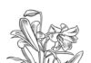 Printable coloring book of two stems with lily flowers