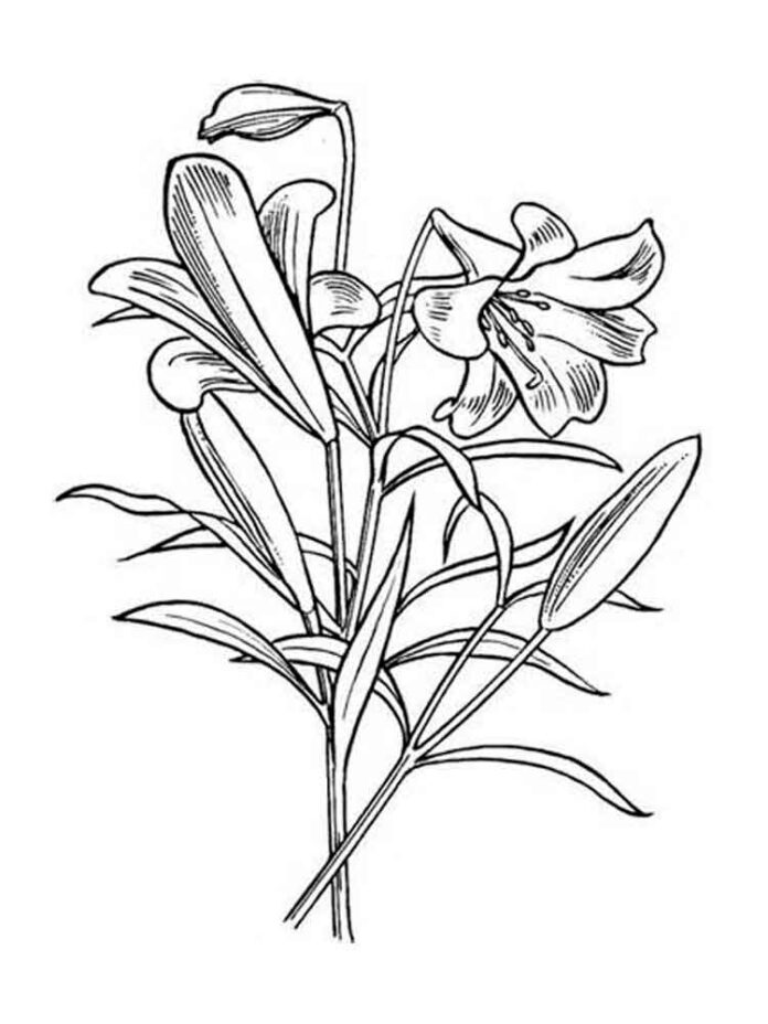 ユリの花が咲く2本の茎の塗り絵を印刷することができます。