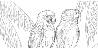 omaľovánka dvoch papagájov sediacich na konári