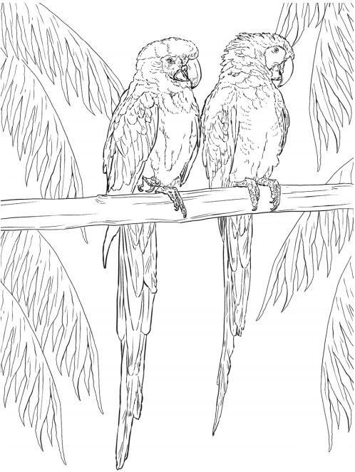 kolorowanka dwie papugi siedzące na gałęzi