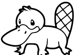 Coloring book of a beak with a large beak and a wide tail