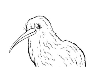 kolorowanka dziwny ptak