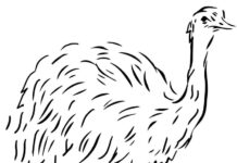Lámina para colorear de un emú corriendo con sus largas patas