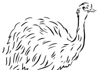 Nyomtatható színező lap egy emu hosszú lábain futó emuról