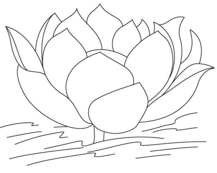 coloring page purple lotus flower on water