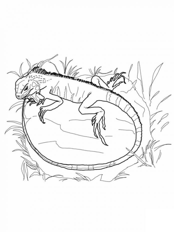 Coloring book reptile chasing its own tail